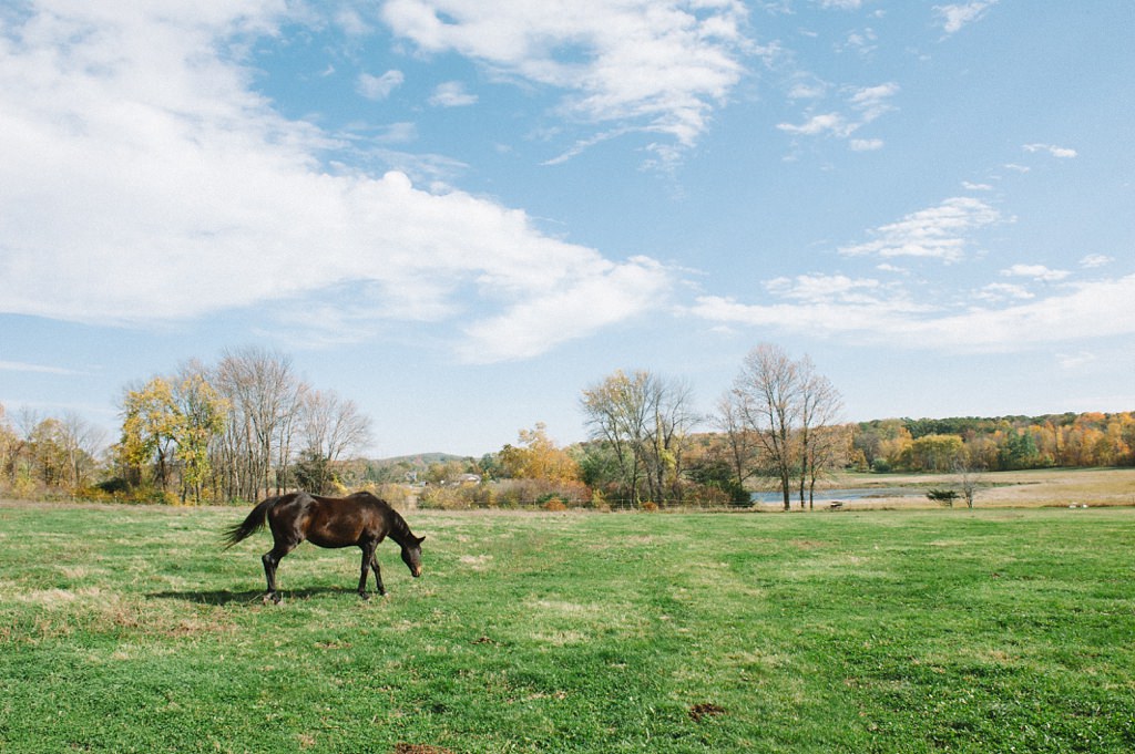 grassy field with horse in wisconsin