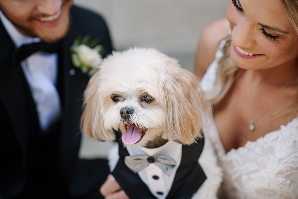 detail of bride and groom's dog in pet tuxedo